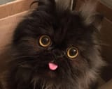 fuzzyblep