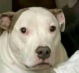 dogstare