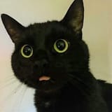 wowblep