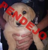 pendejo