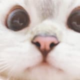 118116942_760612561392801_6071392226467802757_n
