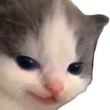 1732478988393016