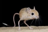_20211123_on_jerboa