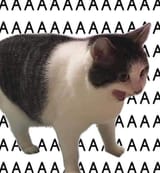 2lcsnwzbzq1a1