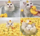 catandrubberduckies