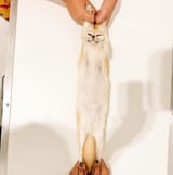 elongated