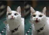 cat looks at your post 2
