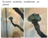 balanced frog