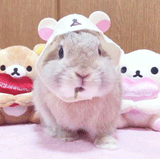 rabbit