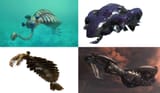 cambrian coincidence