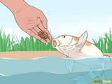 v4-460px-Hand-Feed-a-Fish-Step-1-Version-2