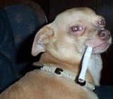 dog2-1235056572