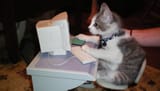 kitten-at-computer