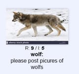 wolfs