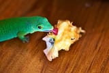 Tiny femra with apple core