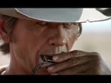 Harmonica 