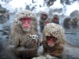 b71ab6a08cf334c430a525195e432c68--japanese-macaque-snow-monkey