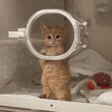 orangekitty