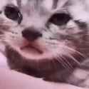 кот плачет_thumb.jpg