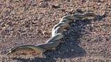 snakes-mating-1491367501