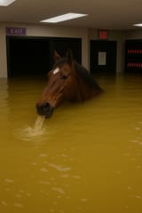 vomiting horse 3