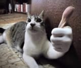cat thumbs up