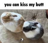 Kissu