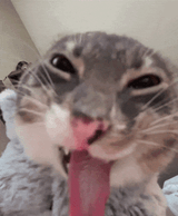 Freaky Kitty