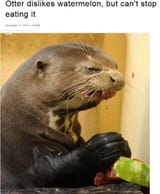 Gq2dNAzXUAEicrF