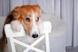 shutterstock134750876