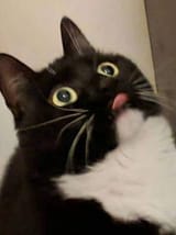 mindblownblep