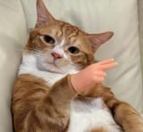 peace_out_cat