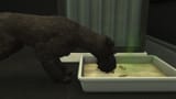 perhaps a small afternoon snack