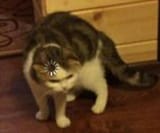 1733203182420222