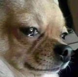 sad dog