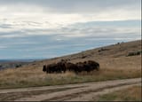 buffaloreservation