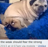 the weak should fear the strong