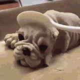 dogsd