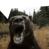 bear-jumpscare