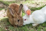 two-adorable-rabbit-brown-white-friendly-with-kniff-kiss-lawn_49071-9431