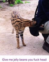 kemono friend