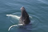 image_2025-06-21_011132687