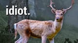 idiot
