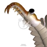 cfr601661p-Anomalocis-head-close-up-on-white-background