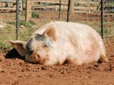 pigcomf