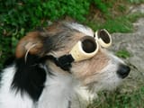 dog-goggles