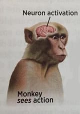 neurons