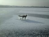 frozen_fox