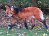 Maned_wolf-aguara_guazu