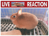 live bnnuy reaction